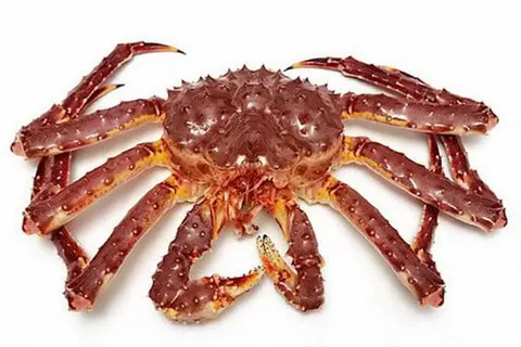 Cua King Crab Đỏ