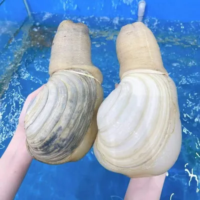 Ốc Vòi Voi Canada