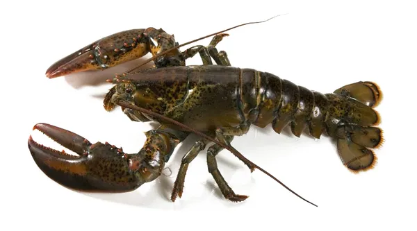 Tôm Hùm Alaska Nhỏ